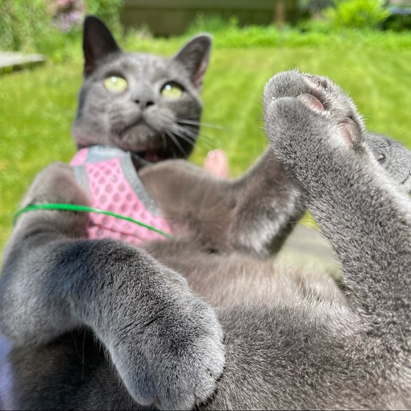 Meet your Posher, Catherine - Picture 3 of 8